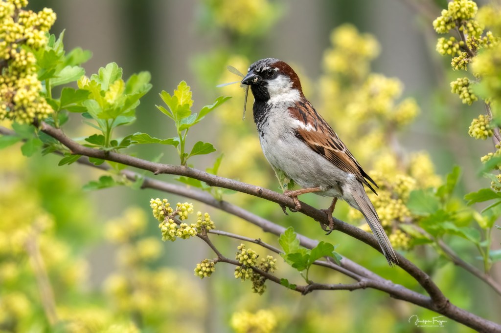 Moineau domestique