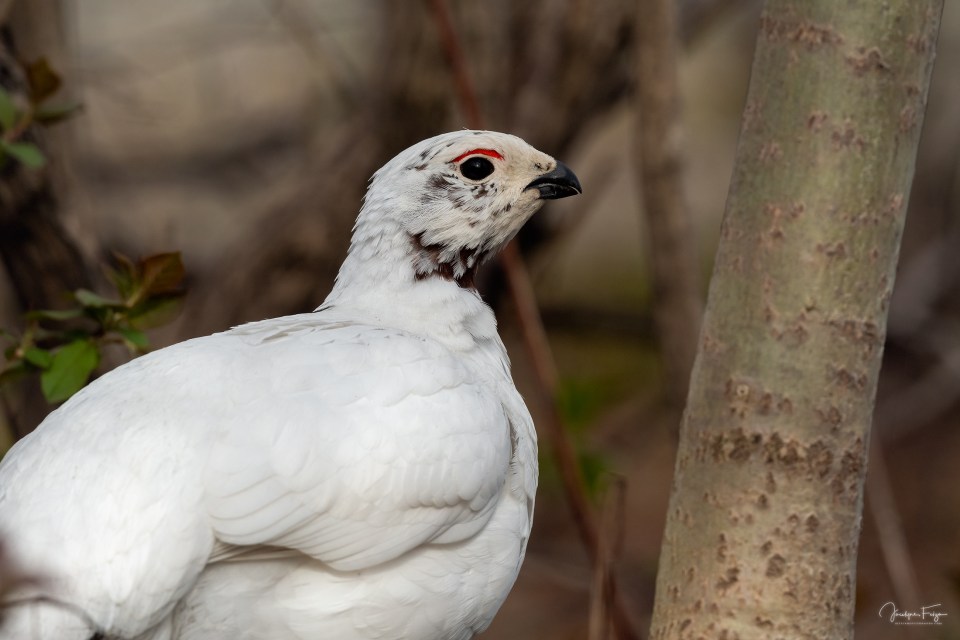 Lagopède des saules