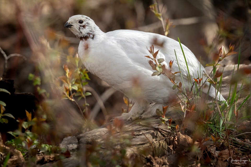 Lagopède des saules