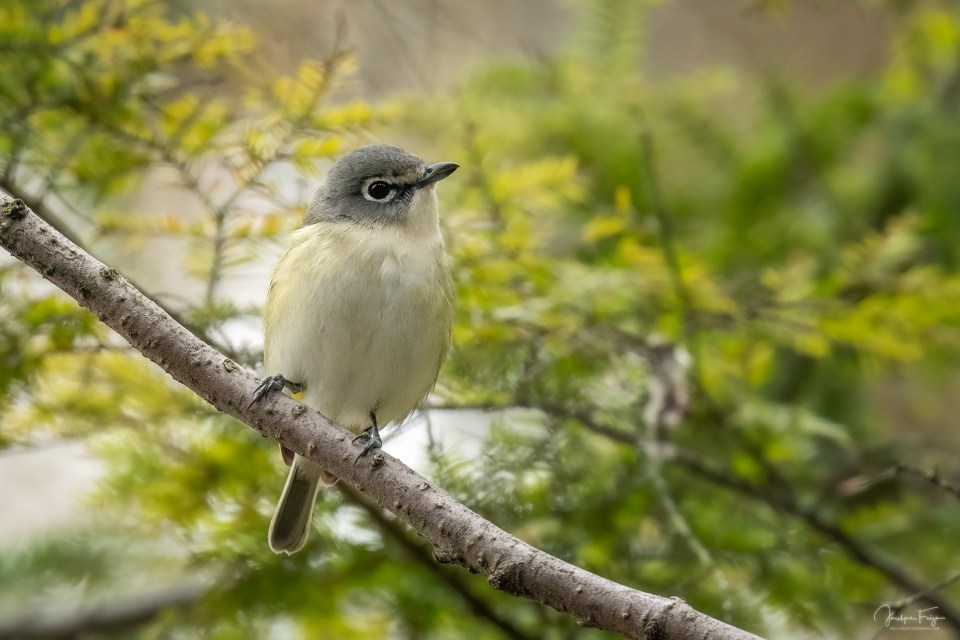 Viréo à tête bleue