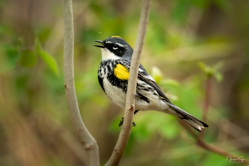 Paruline à croupion jaune