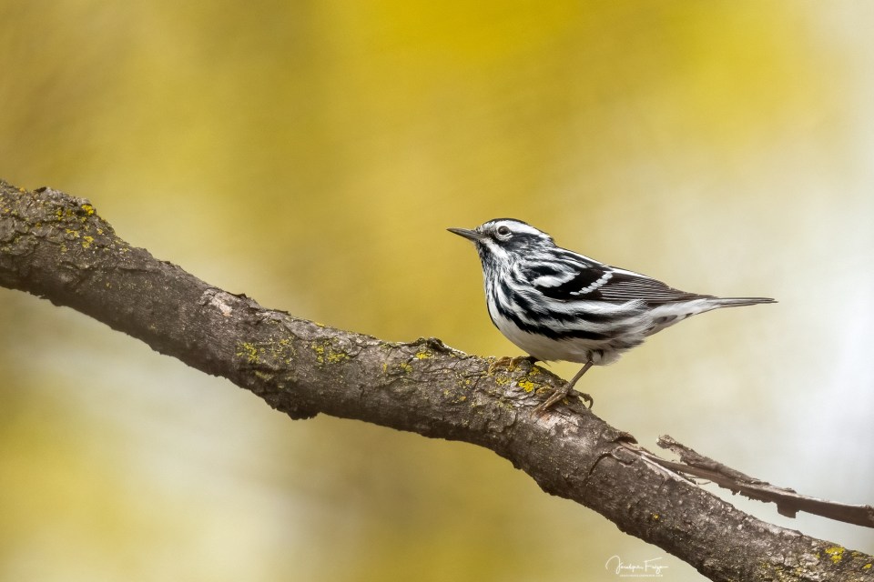 Paruline noir et blanc