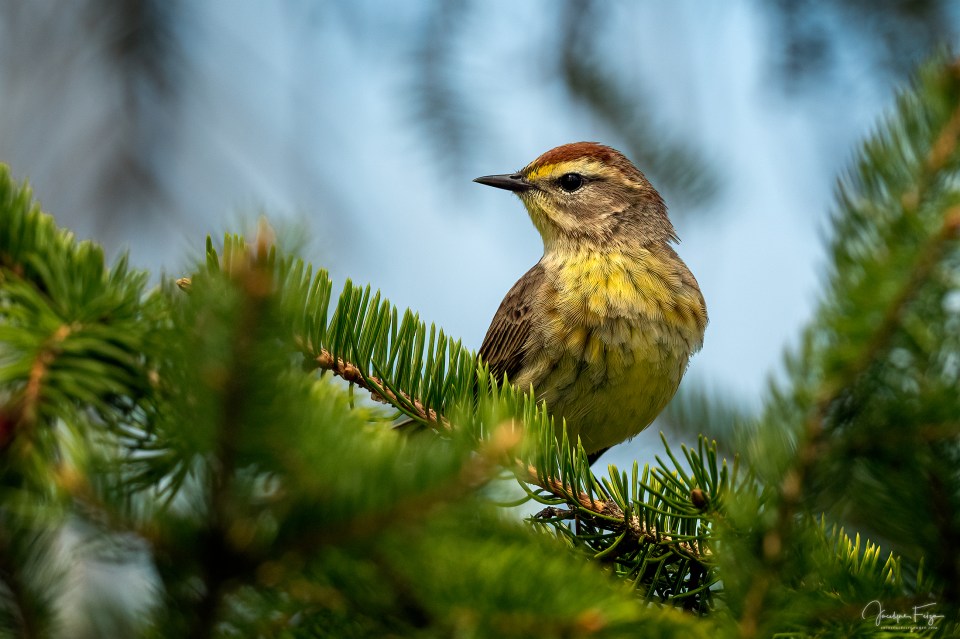 Paruline à couronne rousse