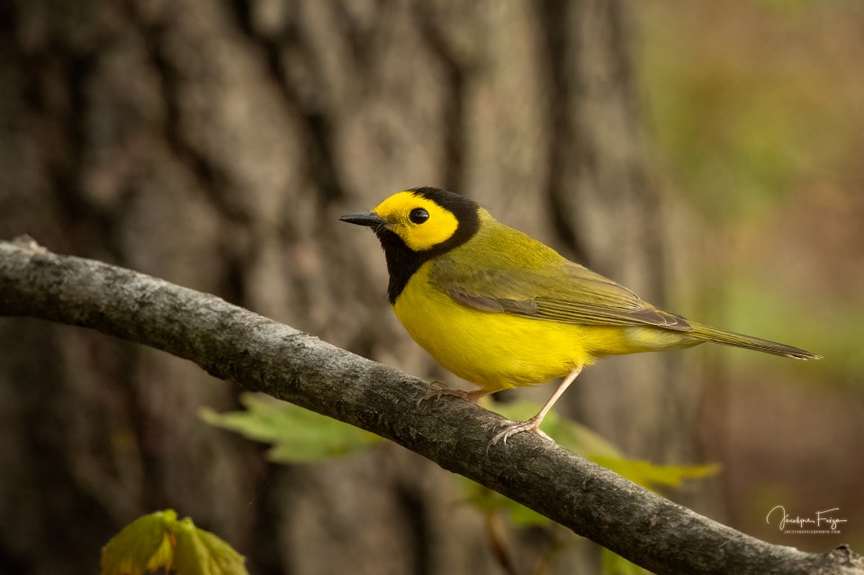 Paruline à capuchon
