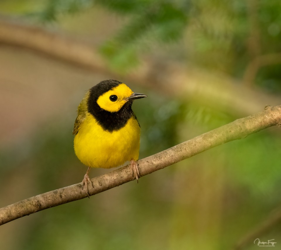 Paruline à capuchon