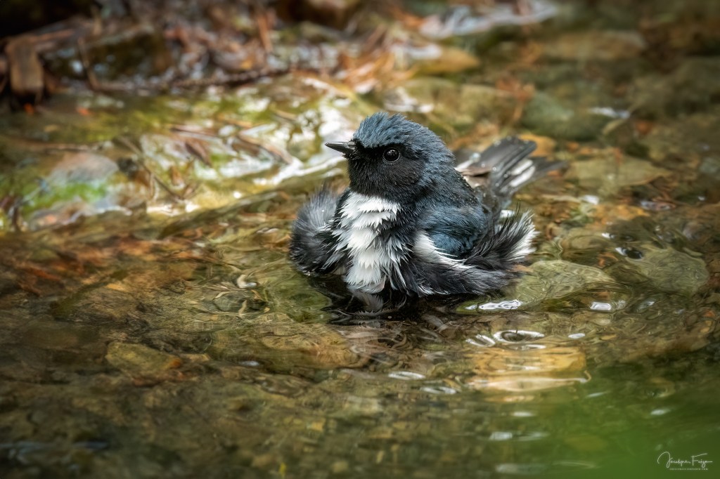 Paruline bleue