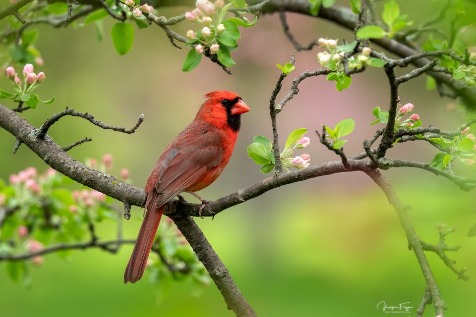 Cardinal rouge