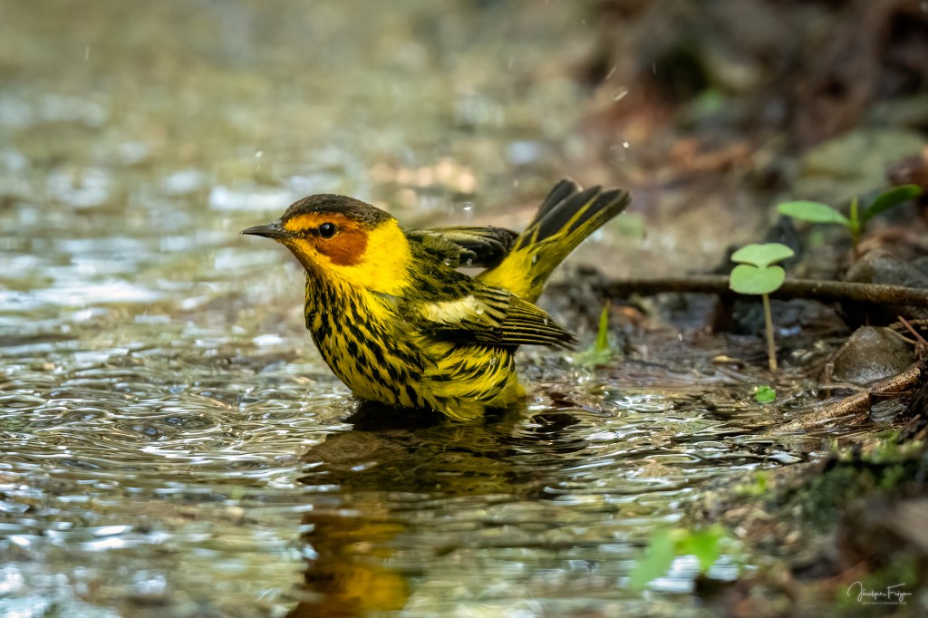 Paruline tigrée