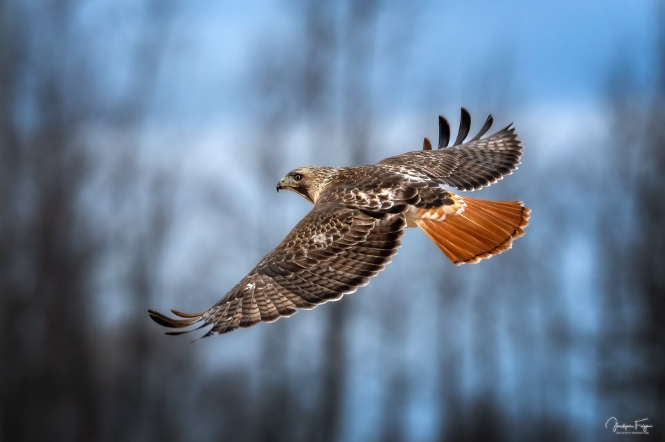 Buse à queue rousse