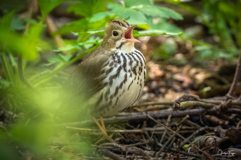 Paruline couronnée