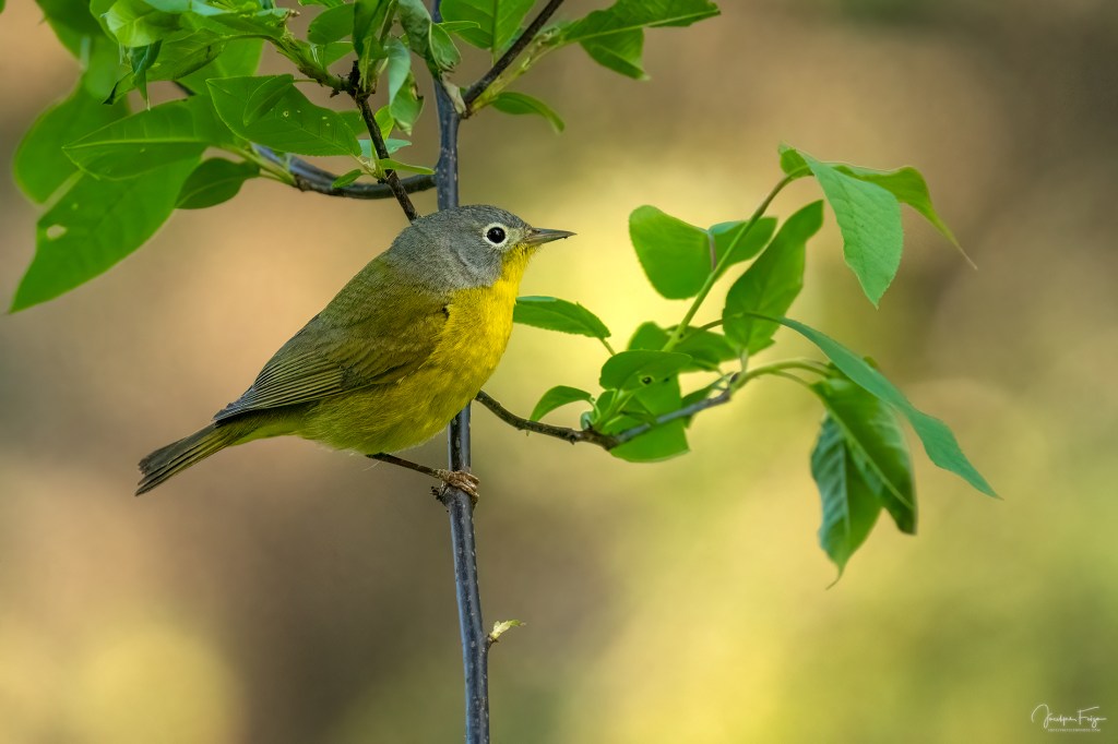 Paruline à joues grises