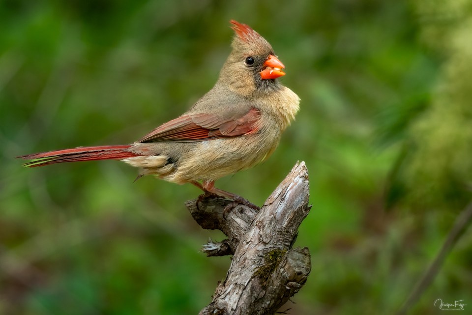 Cardinal rouge