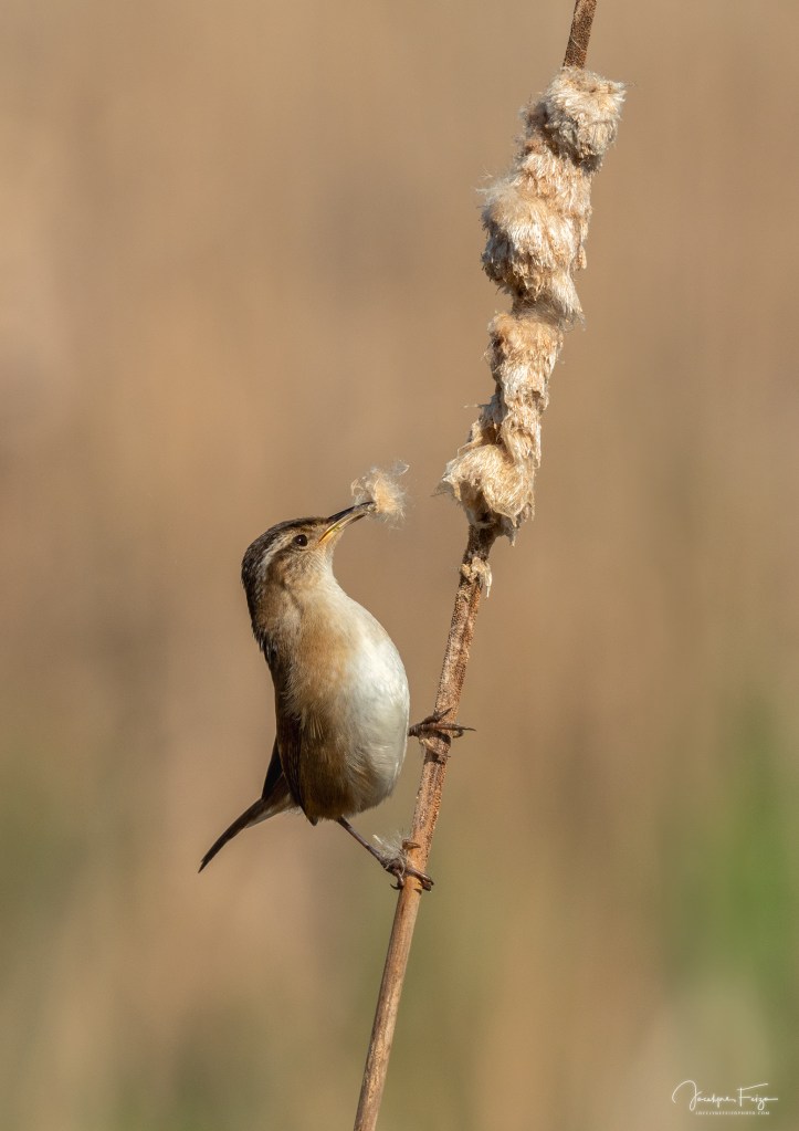 Troglodyte des marais