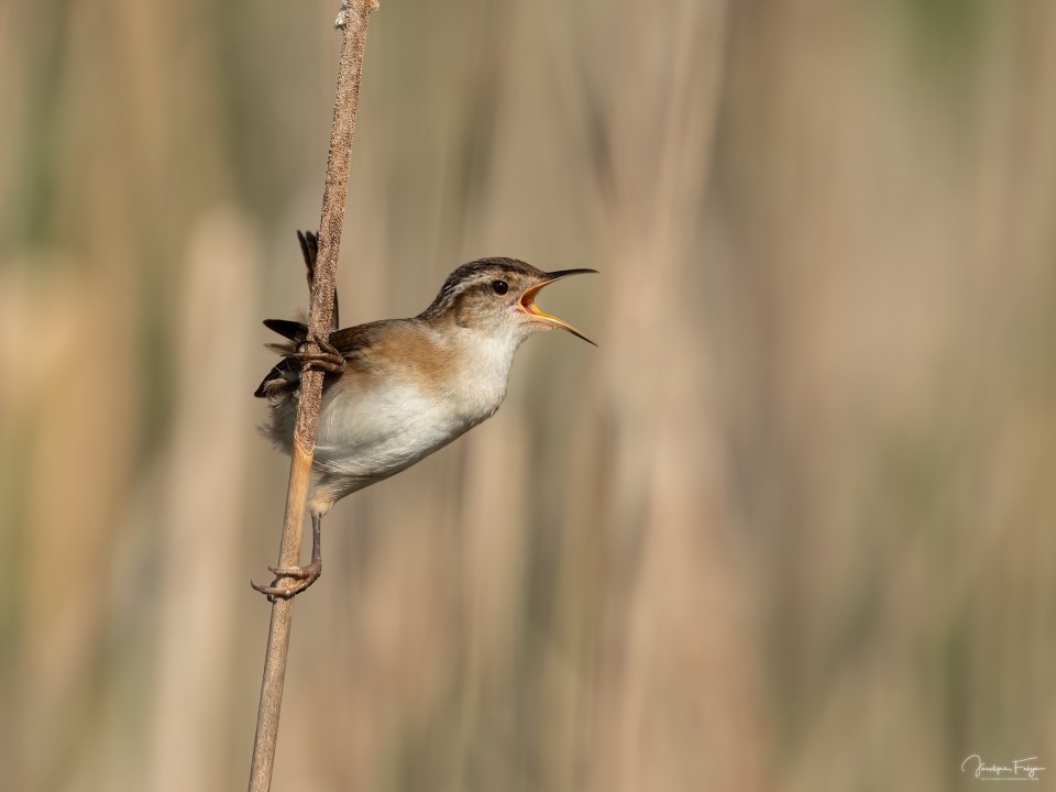 Troglodyte des marais