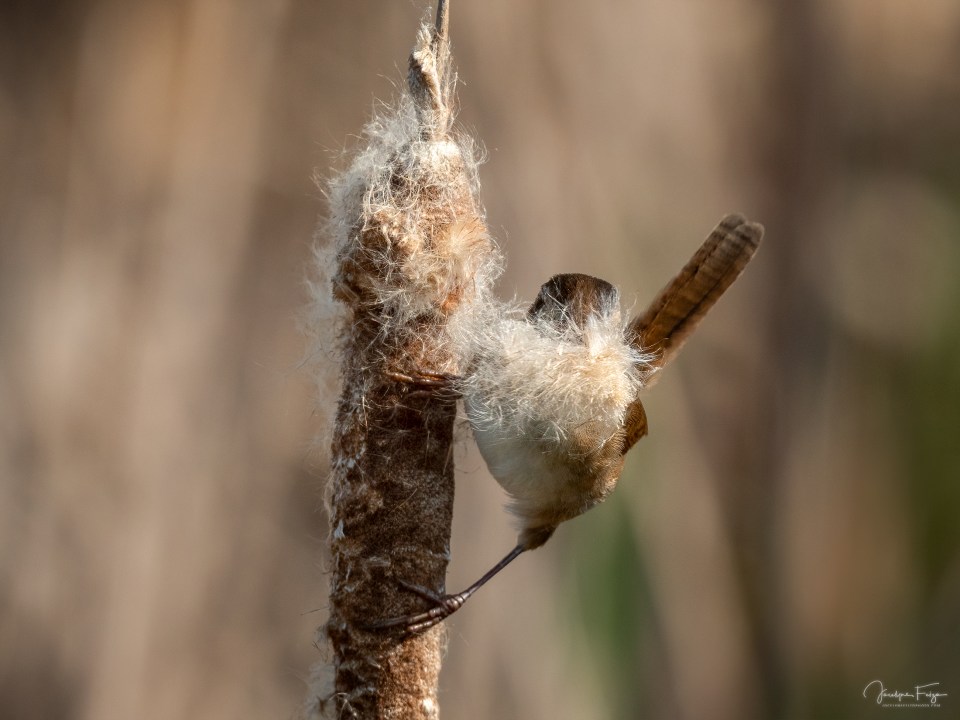Troglodyte des marais