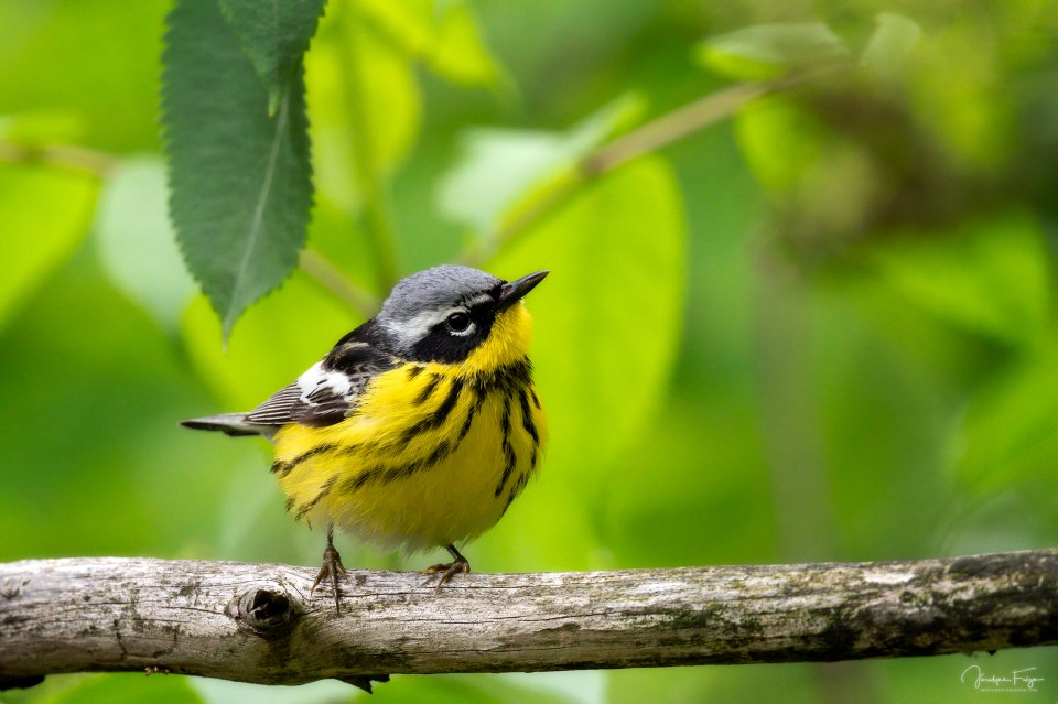 Paruline à tête cendrée