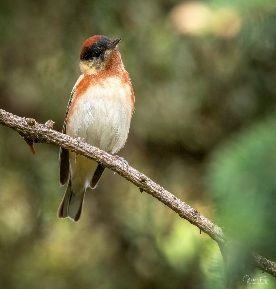 Paruline à poitrine baie