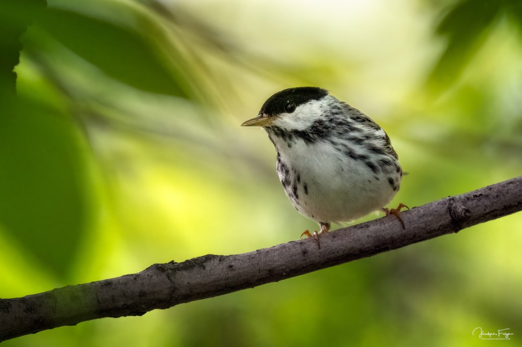 Paruline rayée