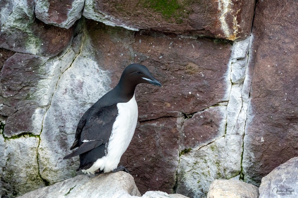 Guillemot de Brünnick