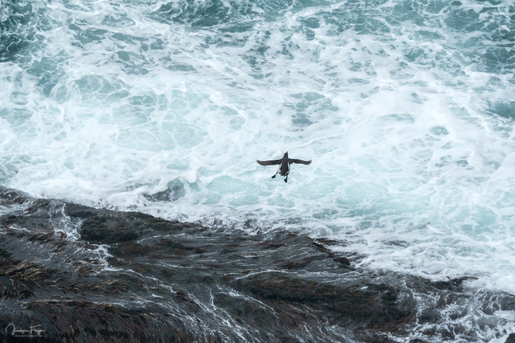 Guillemot marmette