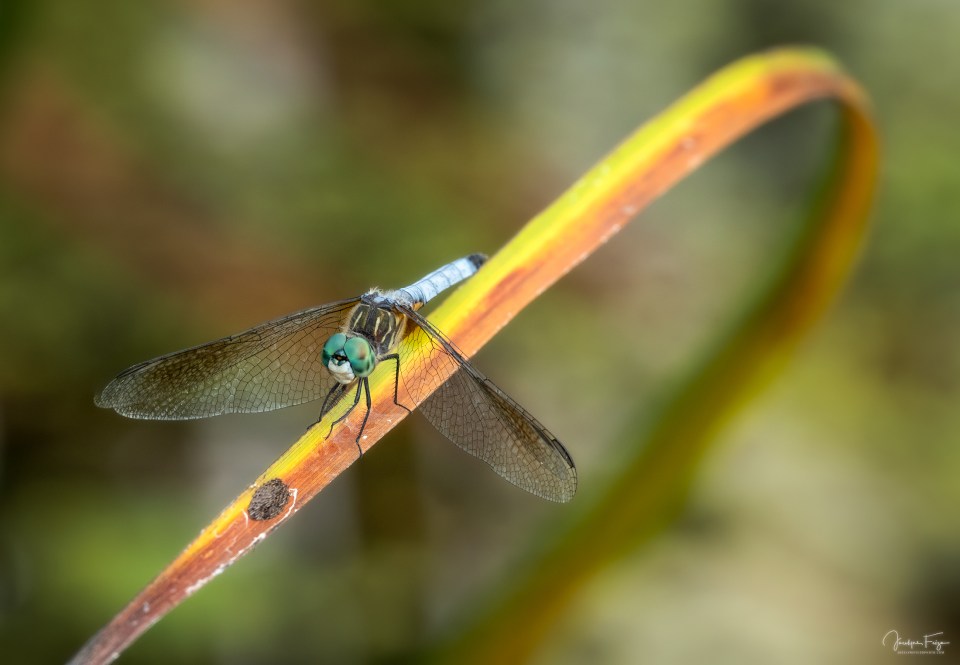 Sympétrule a front blanc