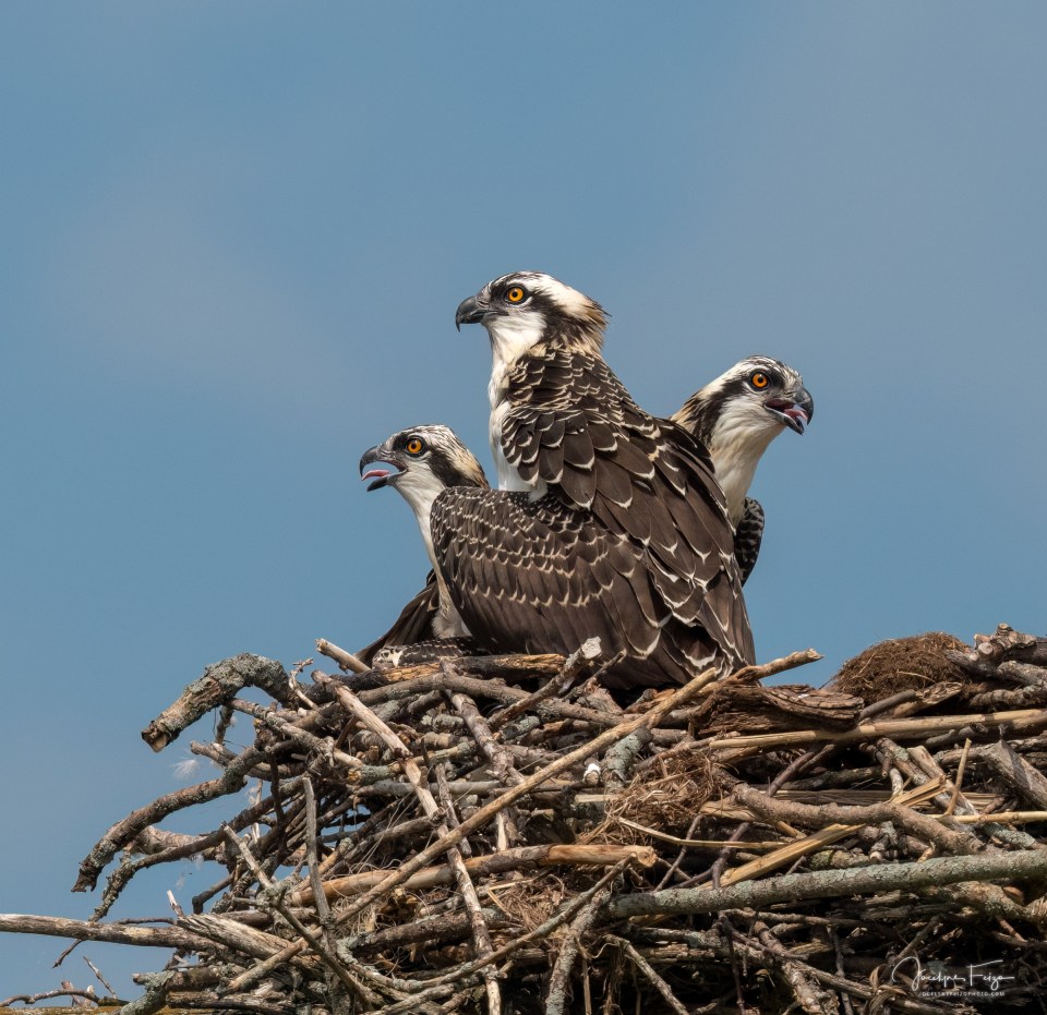 Balbuzards pêcheurs