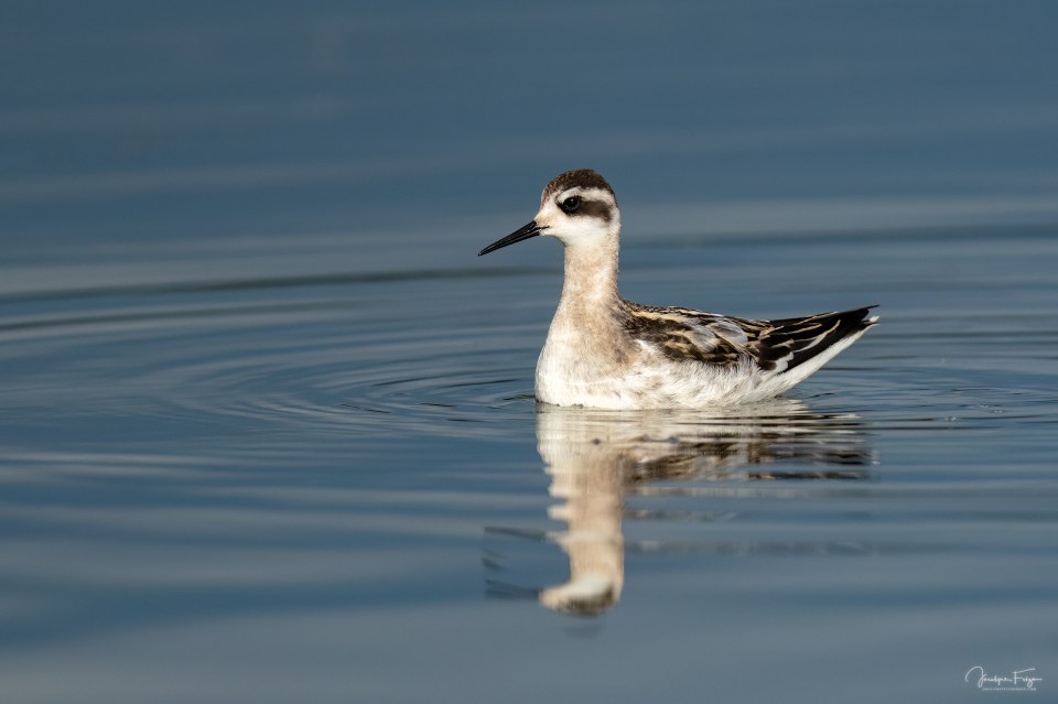 Phalarope à bec étroit