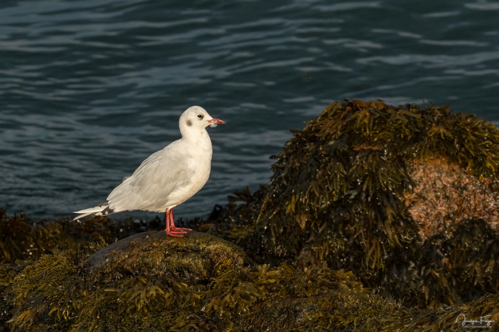 Mouette rieuse