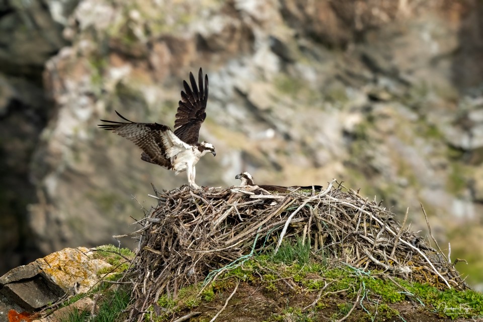 Balbuzards pêcheurs