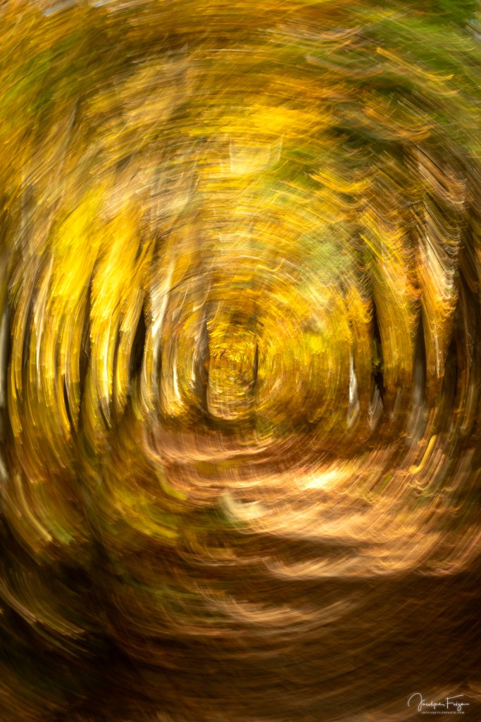 L’esprit de la forêt