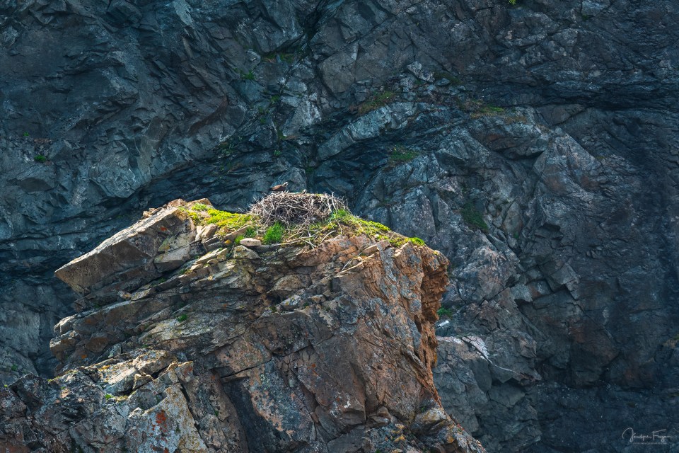 Balbuzards pêcheurs