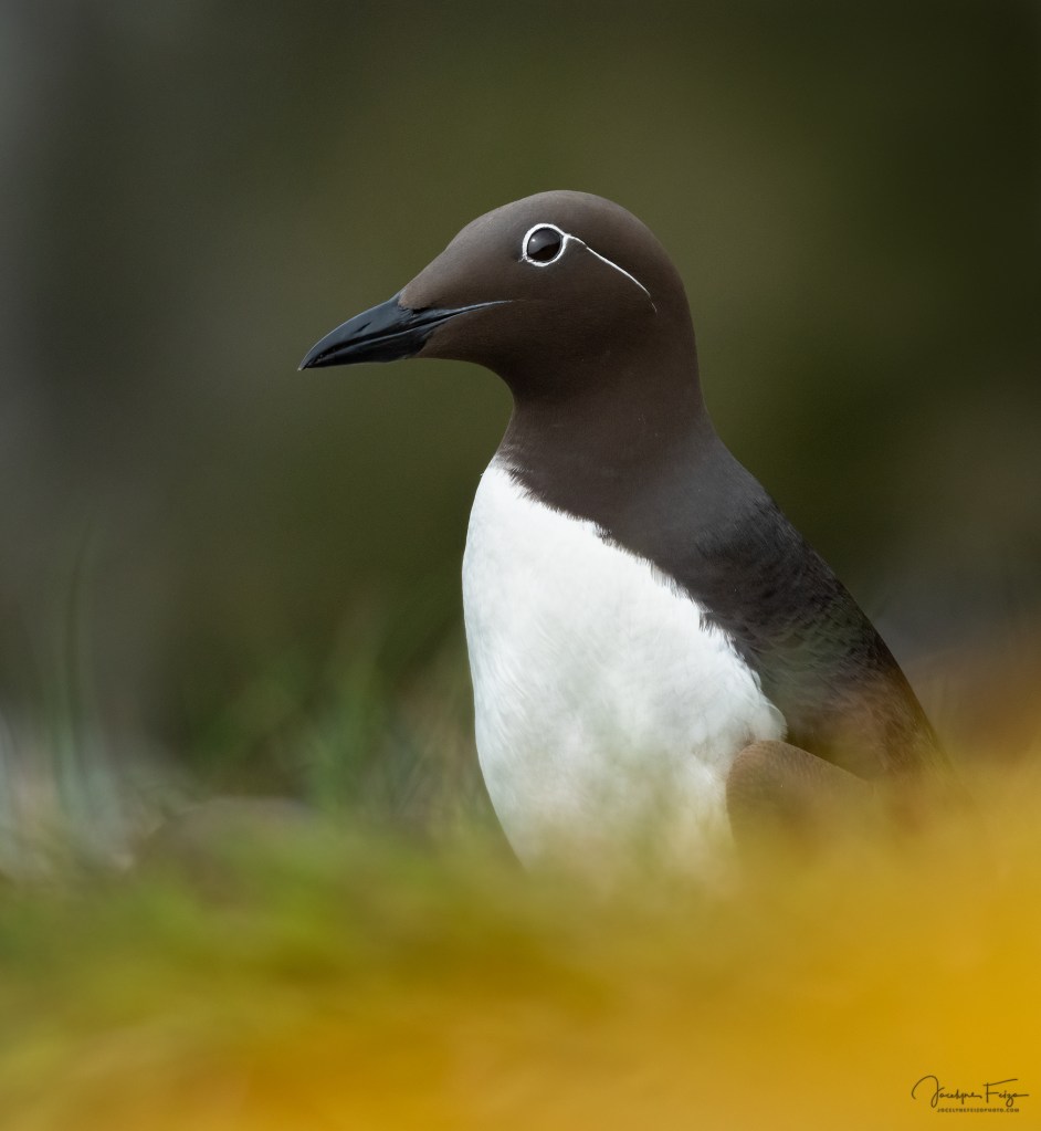 Guillemot marmette