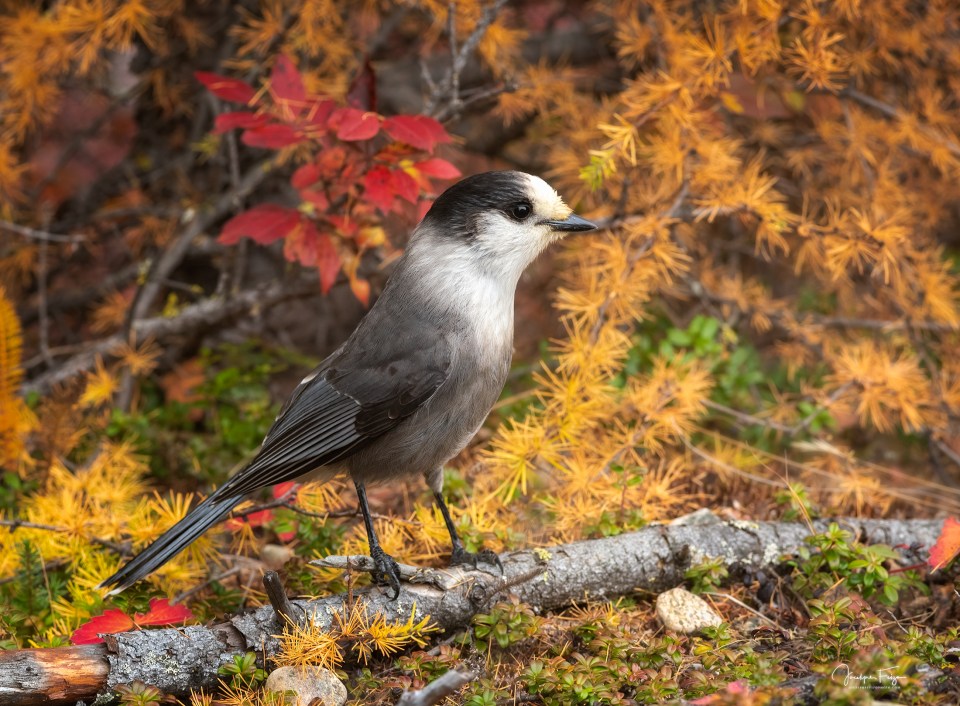 Mésangeai du Canada