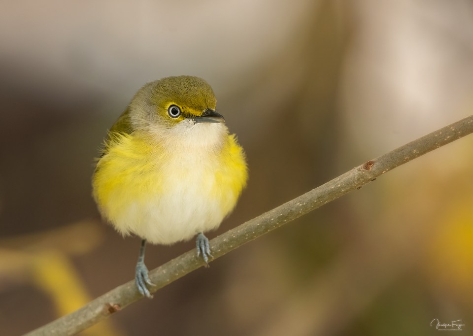 Viréo aux yeux blancs