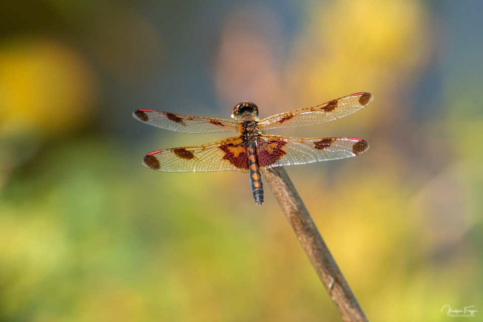Célithème indienne