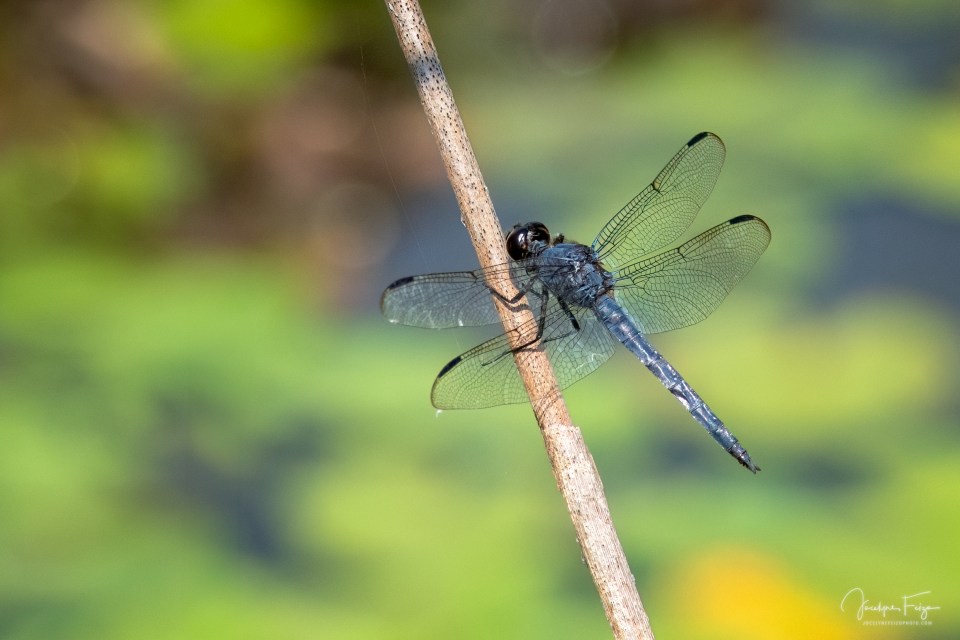 Libellule voluptueuse