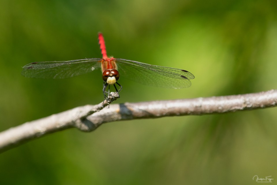 Sympétrum tardif mâle