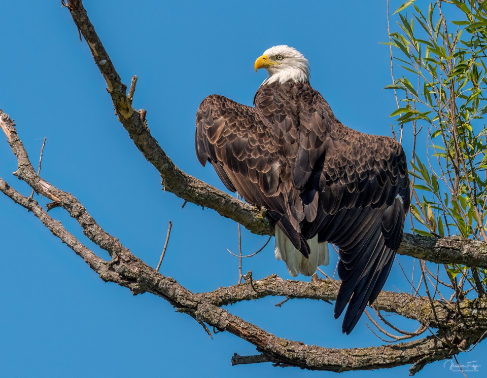 Pygargue à tête blanche