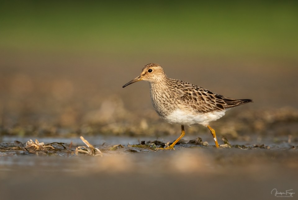 Bécasseau à poitrine cendrée