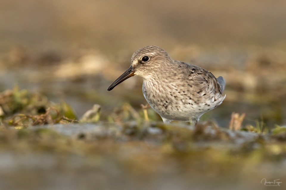 Bécasseau à croupion blanc
