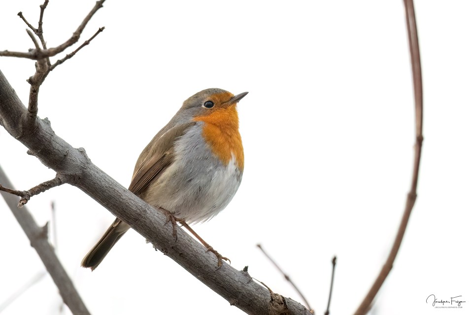 Rouge-gorge familier