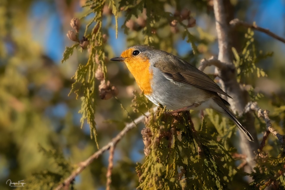 Rouge-gorge familier